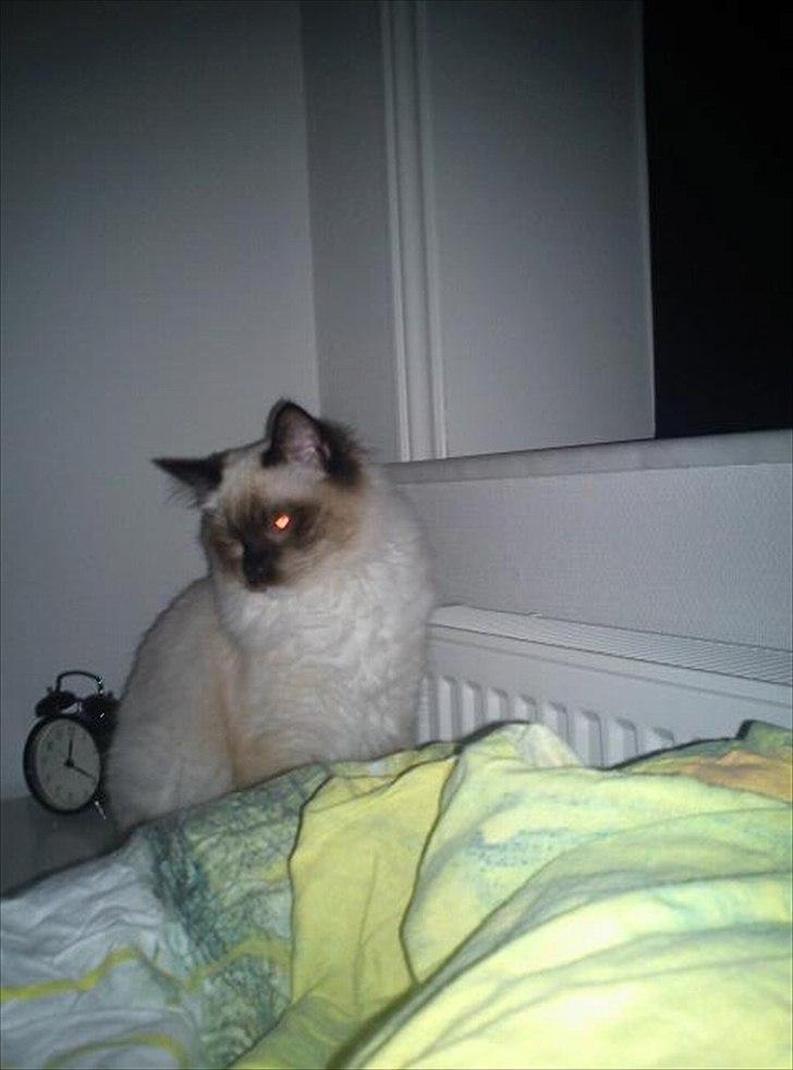 Hellig Birma Leopold - Charmør :) billede 3