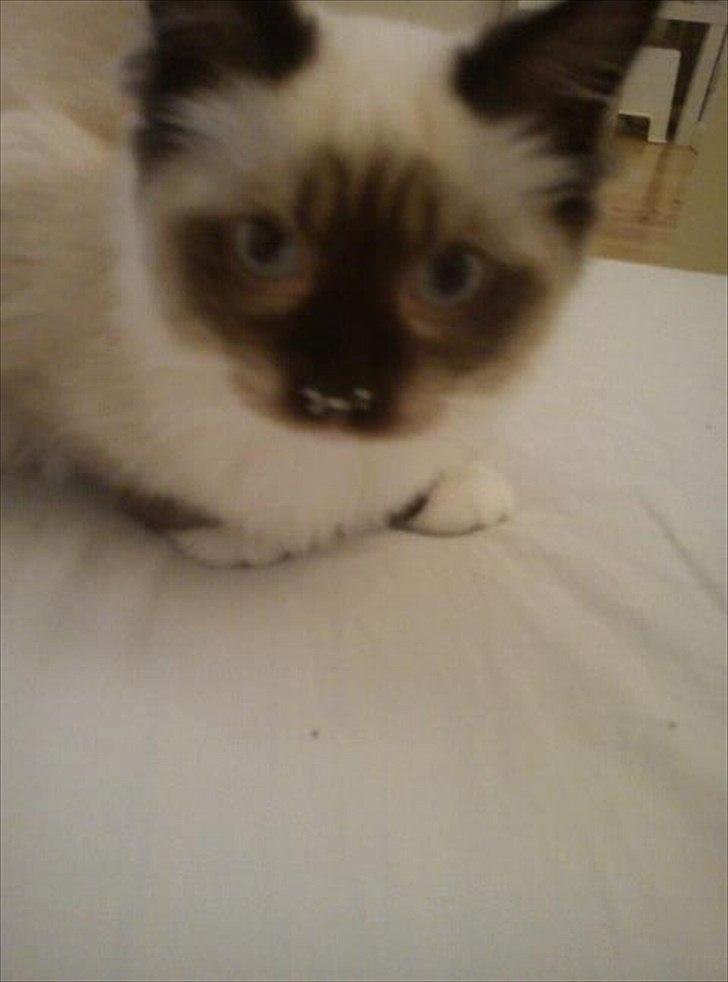 Hellig Birma Leopold - Mor? - Har jeg noget på næsen?! billede 4