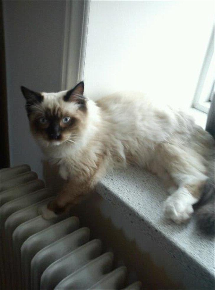 Hellig Birma Leopold - Leopold er her 7 mdr, og vejer 3,6 kg.  billede 5