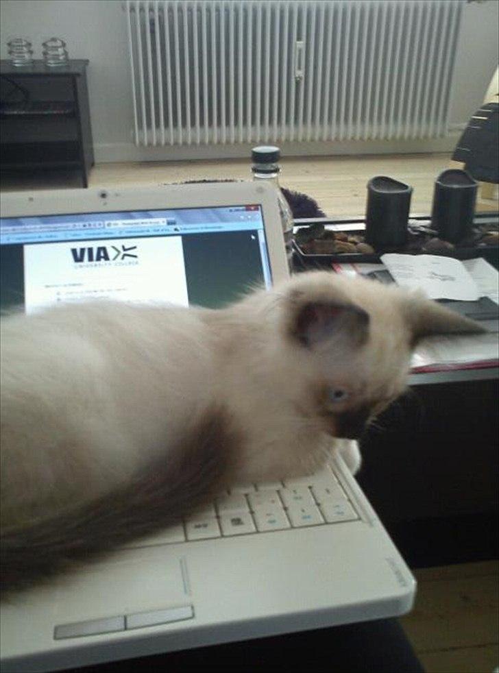 Hellig Birma Leopold - Leopold da vi fik ham :) 
Han elsker at ligge og "skrive på computer".  billede 6