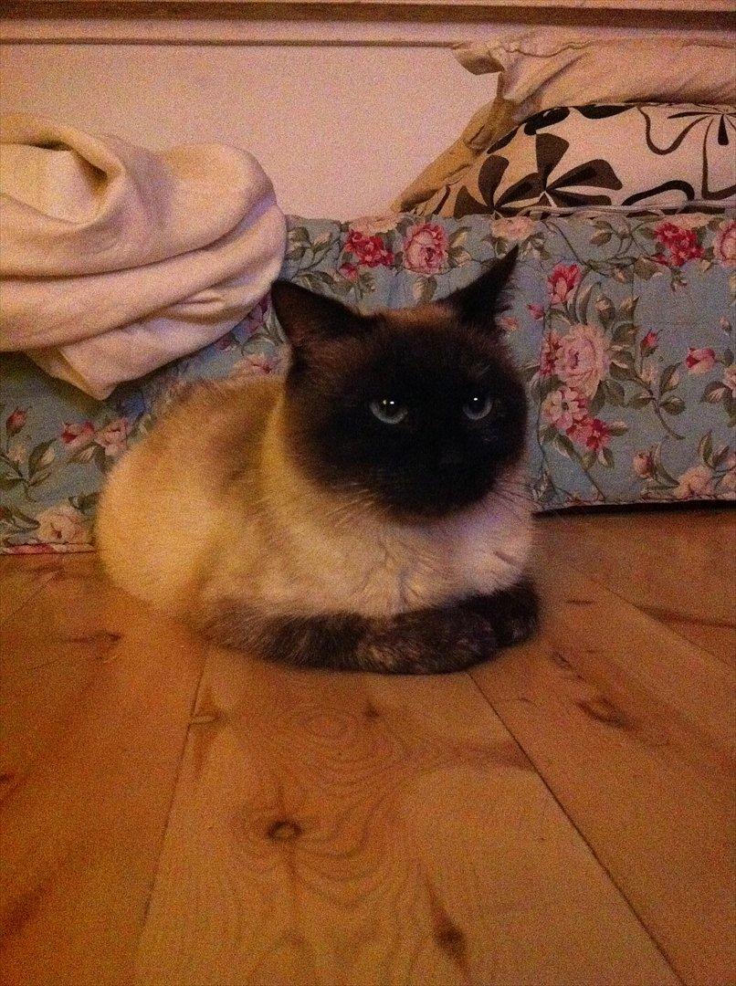 Siameser Cocco billede 7