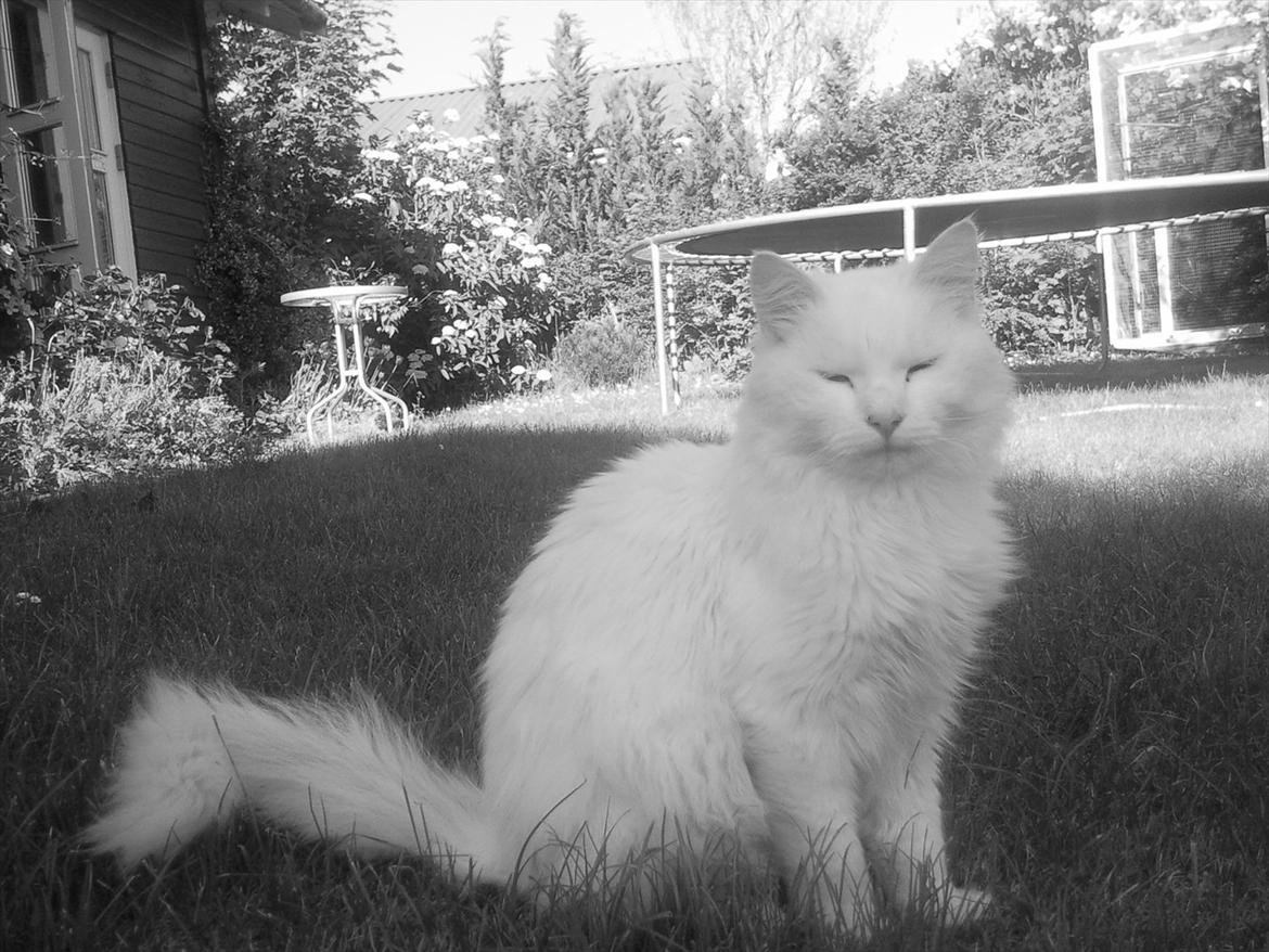 Blanding af racer Hugo - R.I.P 04.01.11 billede 18