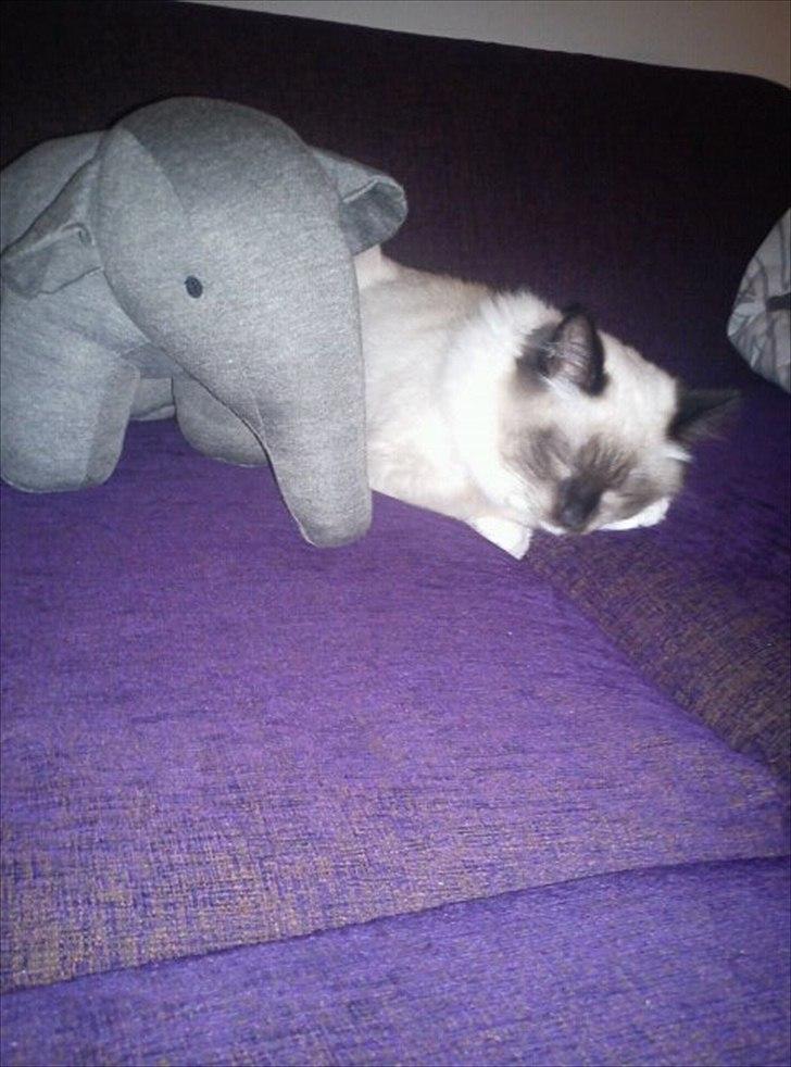 Hellig Birma Leopold - Leopolds og hans bedste ven "Bodil" billede 7