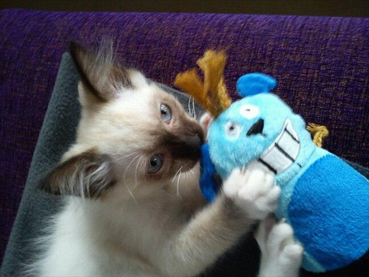 Hellig Birma Leopold - Lille Leopold. Dette er det første billede af ham. :) billede 8