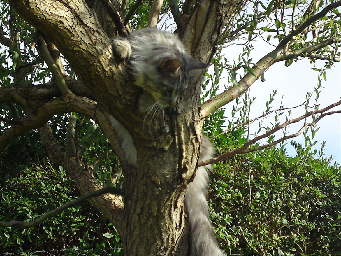 Maine Coon Baba Looey  (Louie) billede 7