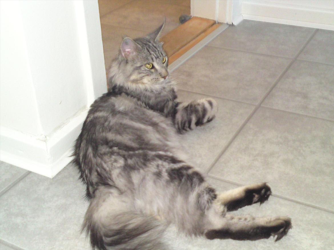 Maine Coon Baba Looey  (Louie) billede 8