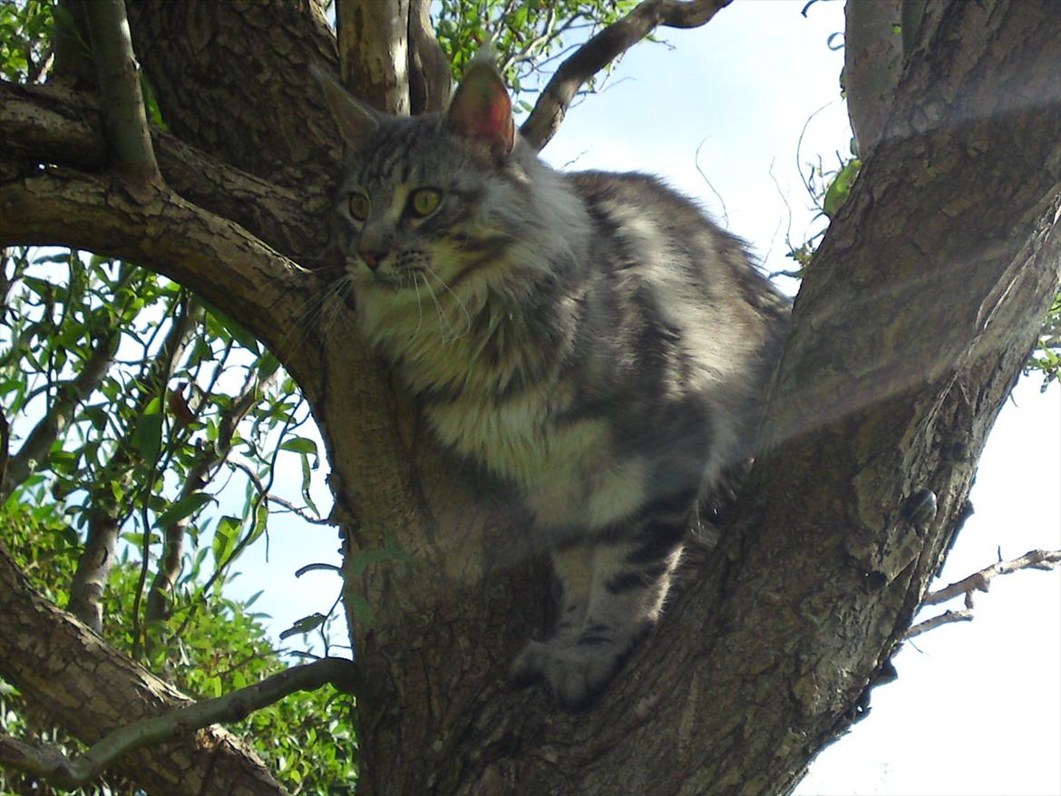 Maine Coon Baba Looey  (Louie) billede 9