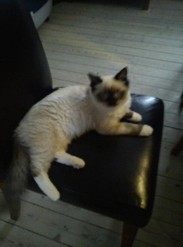 Hellig Birma Leopold billede 9