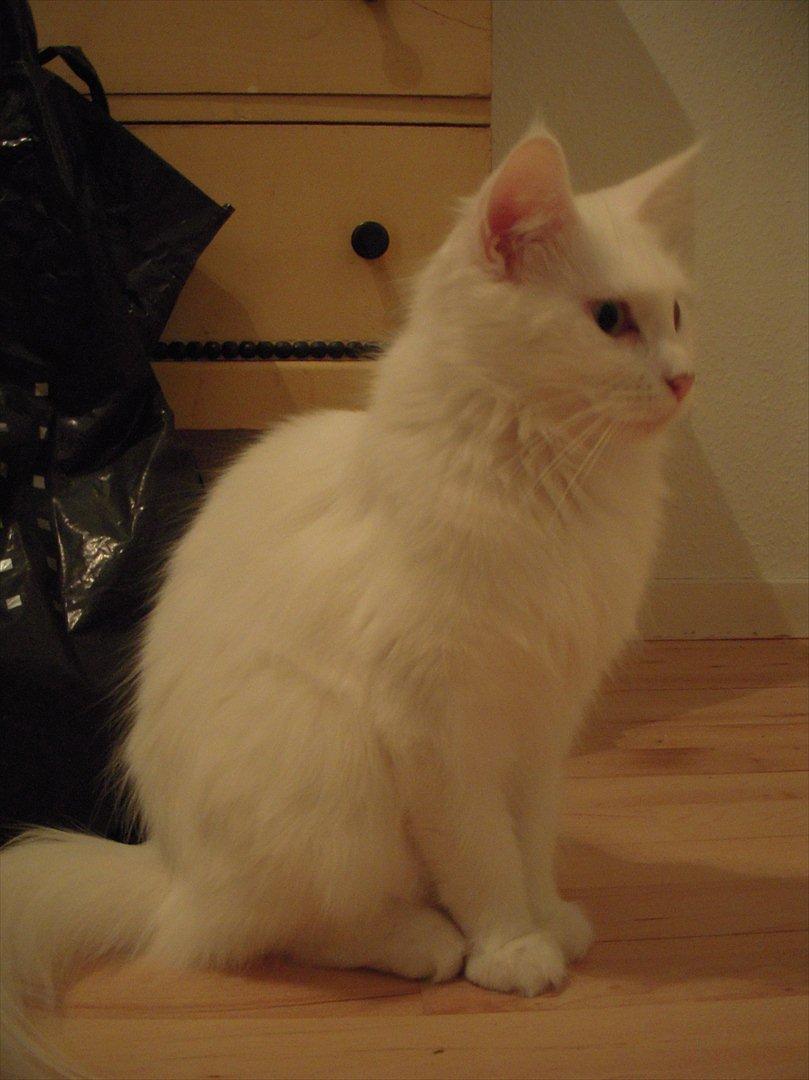 Maine Coon Duchess billede 7