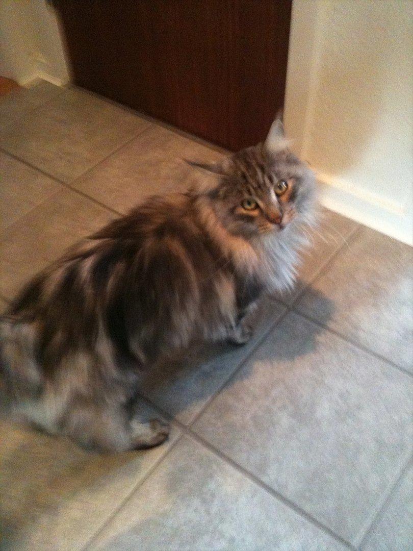 Maine Coon Baba Looey  (Louie) billede 10