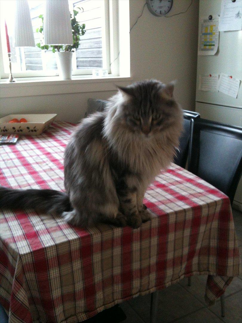 Maine Coon Baba Looey  (Louie) billede 11