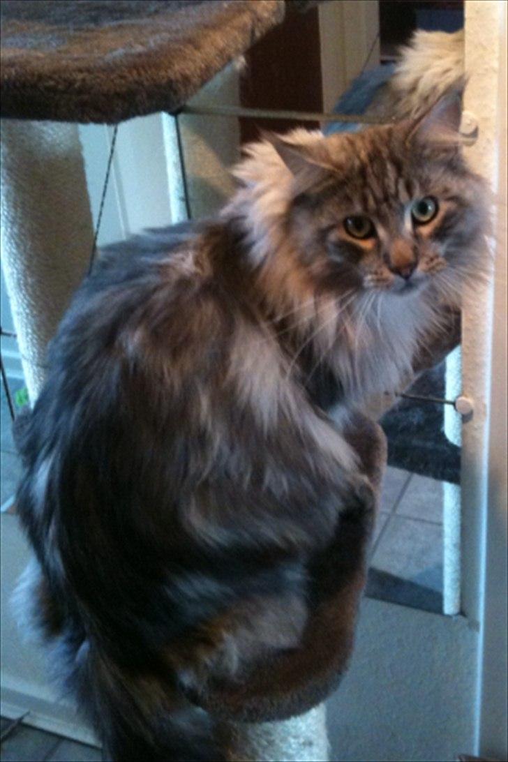 Maine Coon Baba Looey  (Louie) billede 12