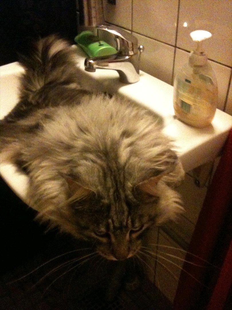 Maine Coon Baba Looey  (Louie) billede 13