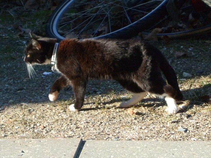 Huskat Mille - lille my billede 14