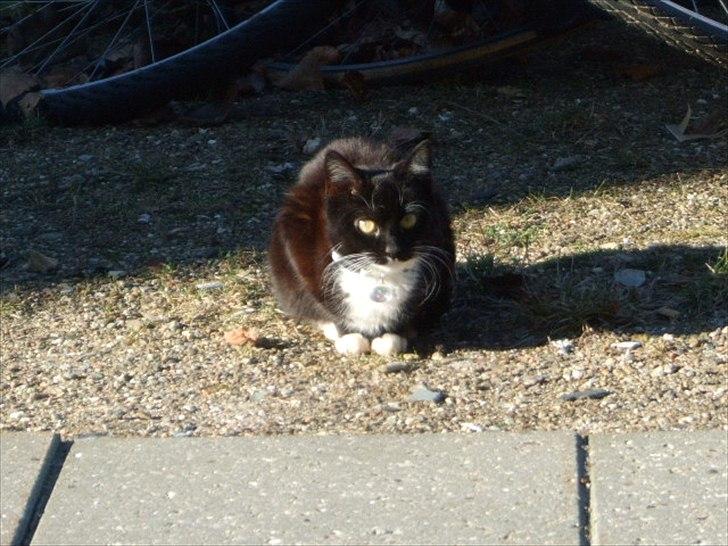 Huskat Mille - lille my billede 15