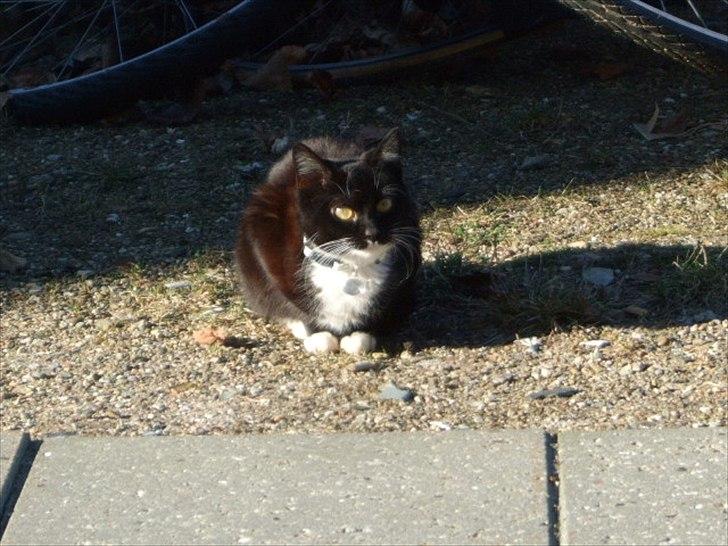 Huskat Mille - lille my billede 16