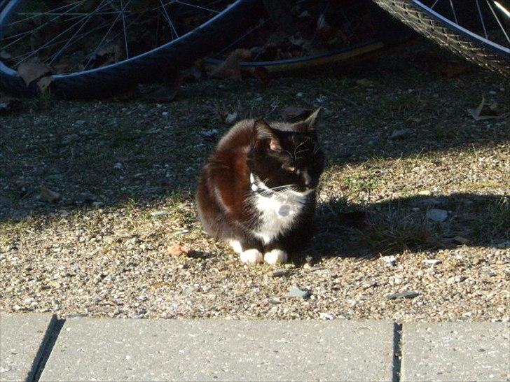 Huskat Mille - lille my billede 17