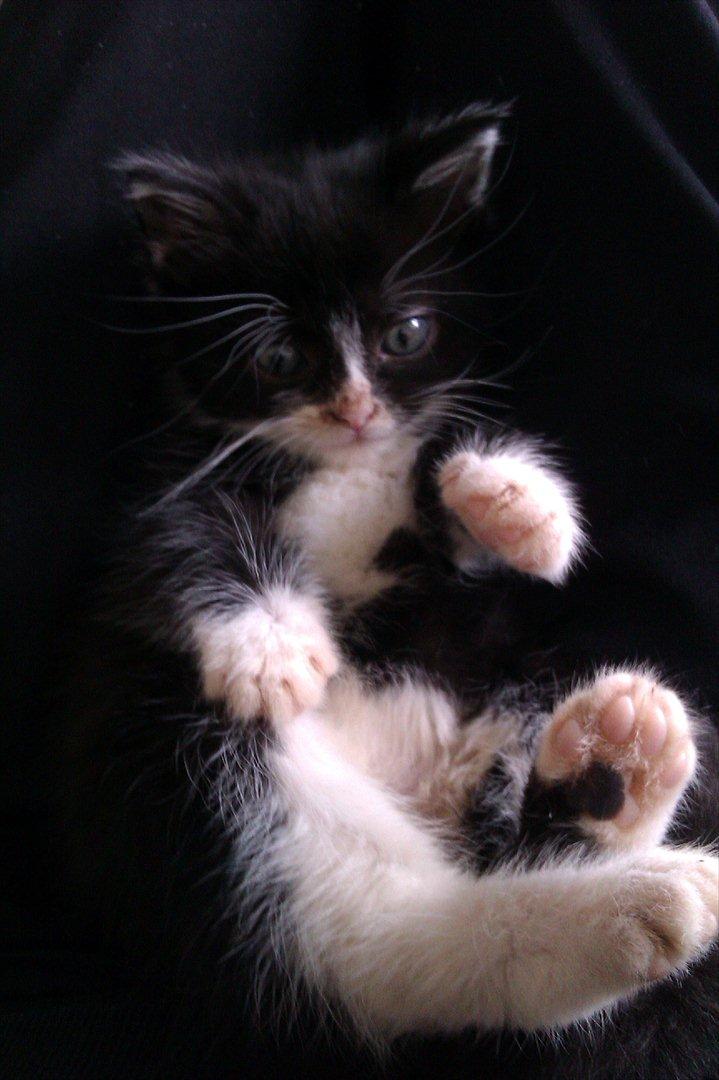 Huskat Obi wan Kenobi aka Obie  billede 12