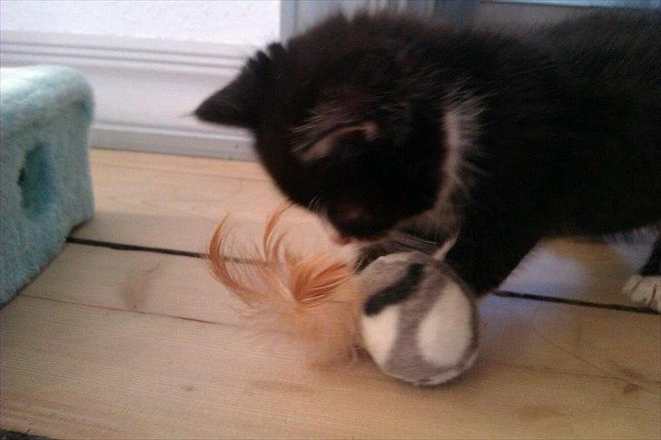 Huskat Obi wan Kenobi aka Obie  billede 13