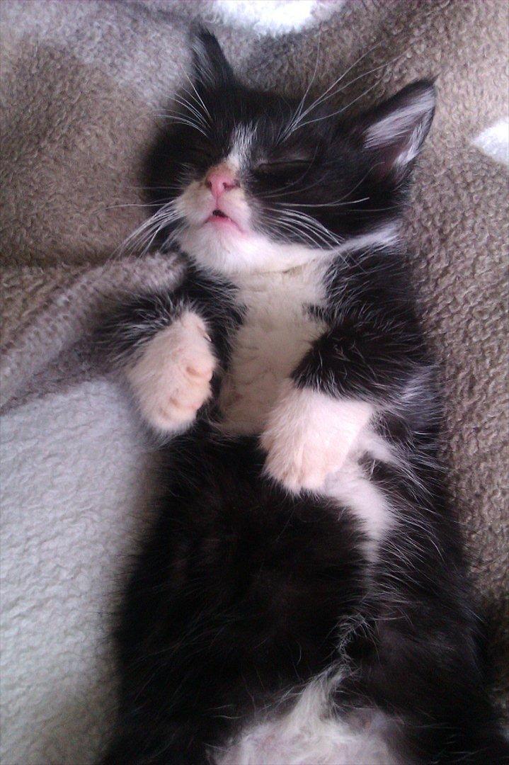 Huskat Obi wan Kenobi aka Obie  billede 11