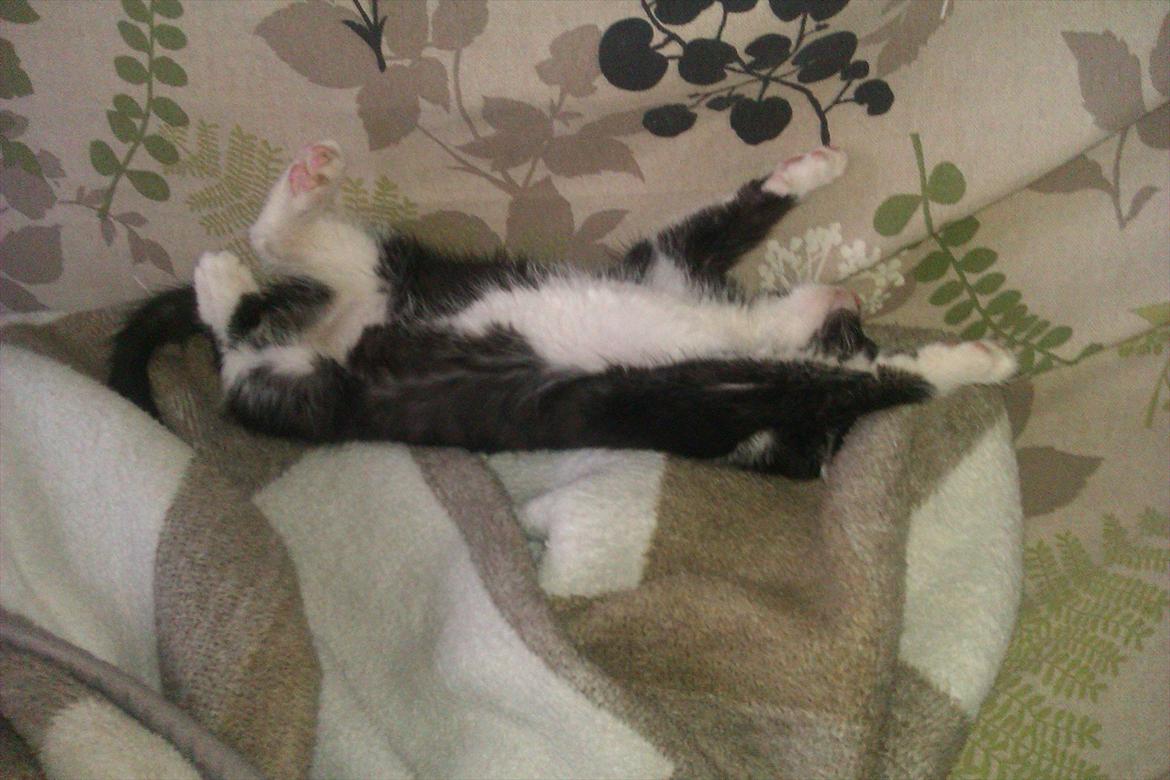 Huskat Obi wan Kenobi aka Obie  billede 10