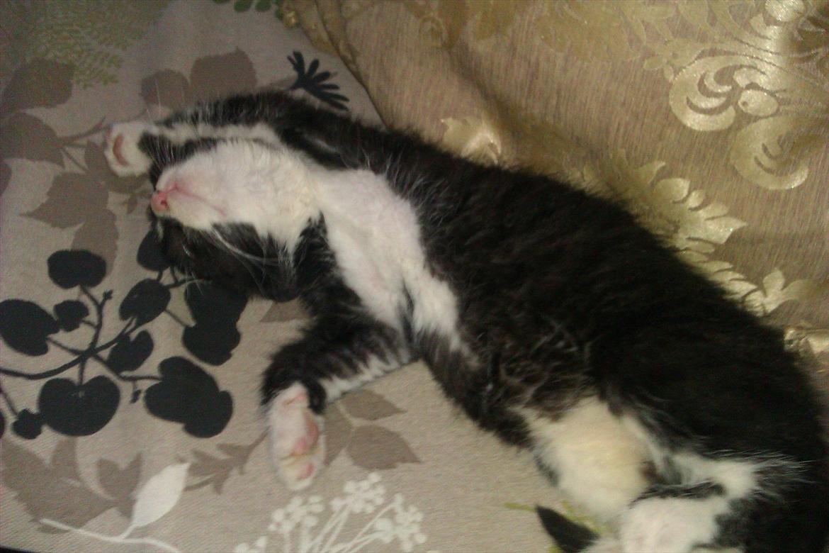 Huskat Obi wan Kenobi aka Obie  billede 9