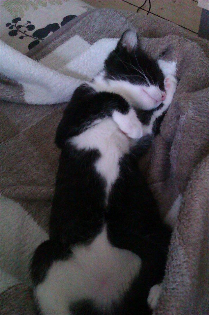 Huskat Obi wan Kenobi aka Obie  billede 8