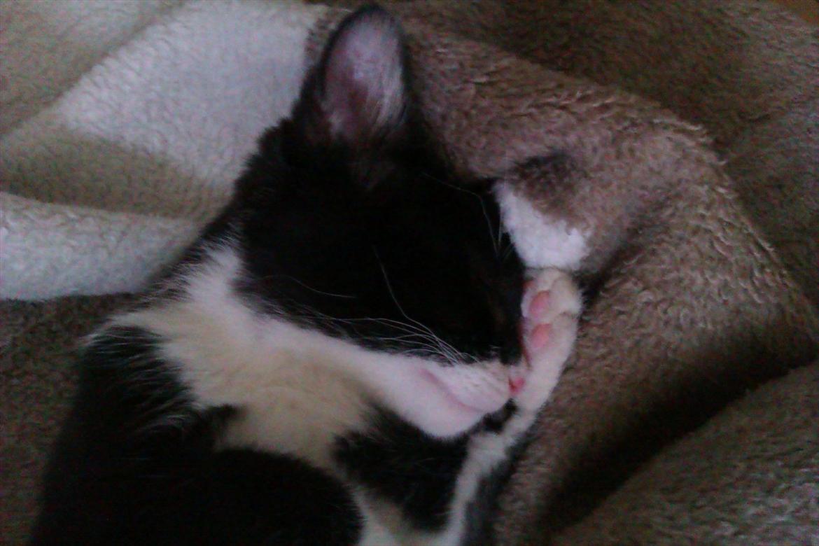 Huskat Obi wan Kenobi aka Obie  billede 5