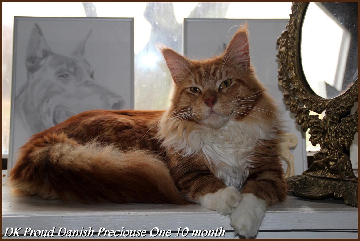 Maine Coon DK Proud Danish Preciouse One - 10 mdr billede 4
