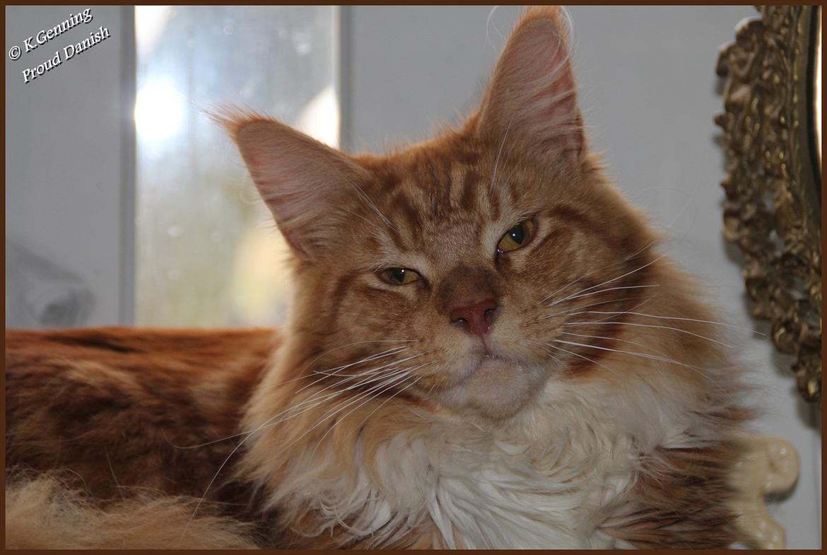 Maine Coon DK Proud Danish Preciouse One billede 18
