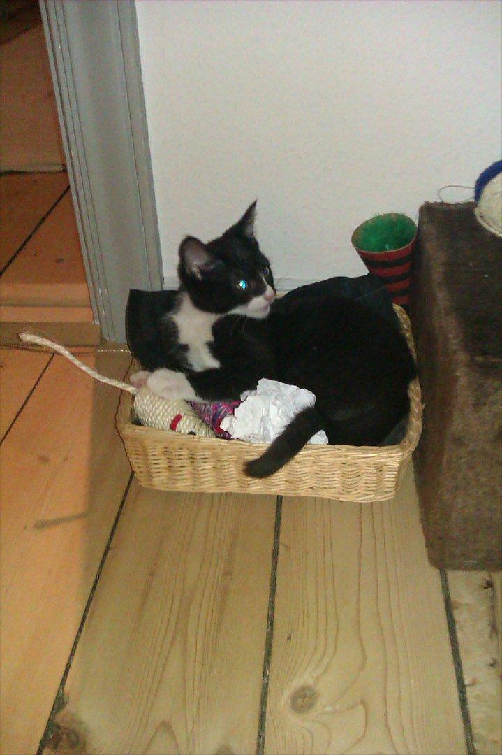 Huskat Obi wan Kenobi aka Obie  billede 7