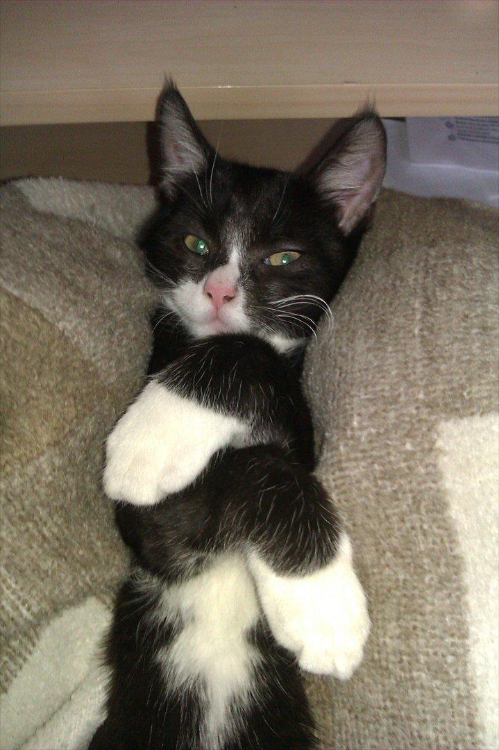 Huskat Obi wan Kenobi aka Obie  billede 6