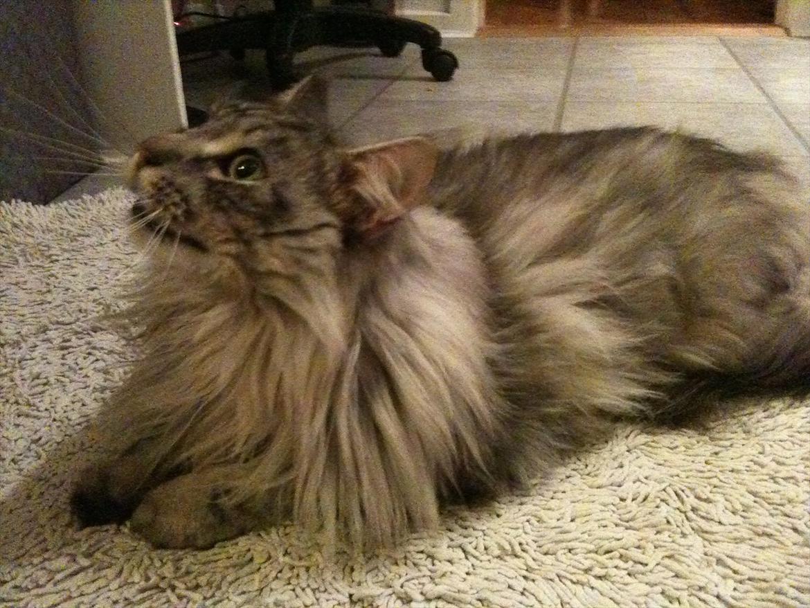 Maine Coon Baba Looey  (Louie) billede 14