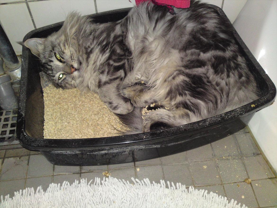 Maine Coon Baba Looey  (Louie) billede 15