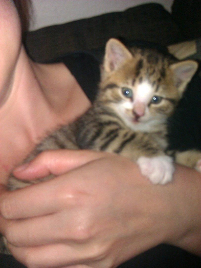 Huskat Misty - velkommen til min profil billede 1