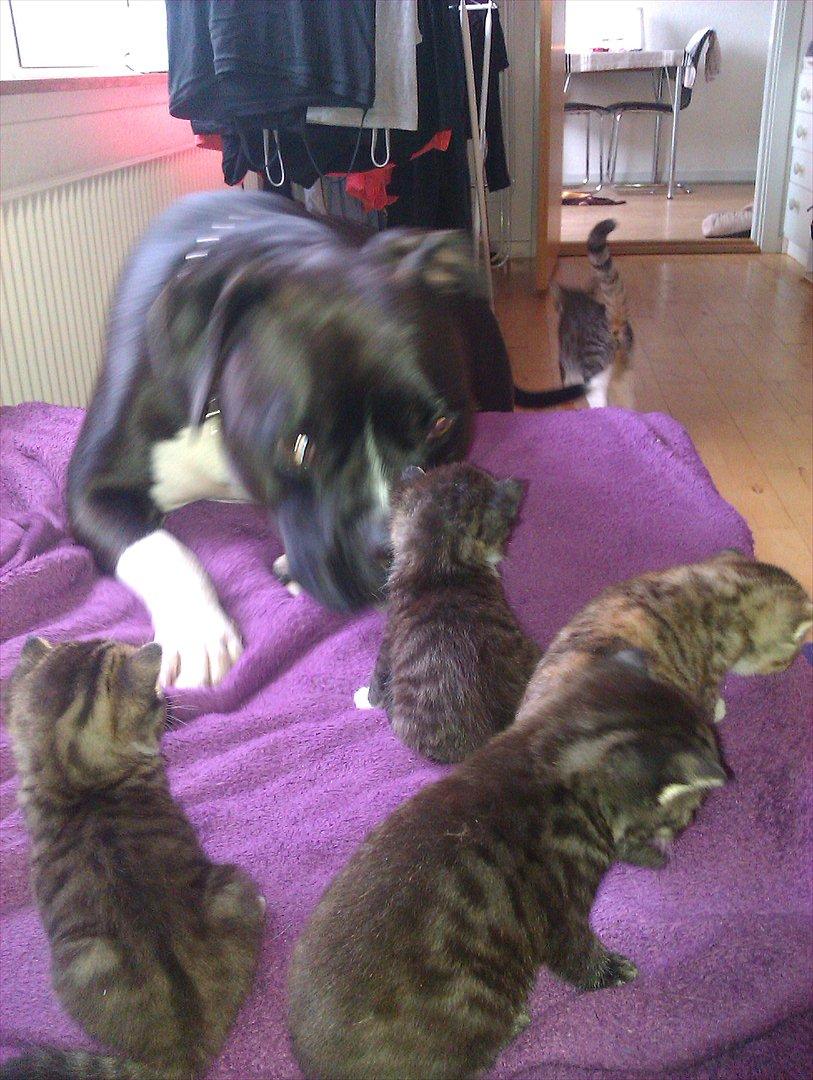 Huskat Misty - Hvad vil han nu fortælle os billede 2