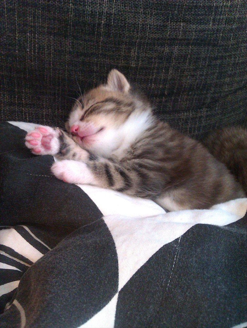 Huskat Misty - åh ja en skøn lur i dynen billede 3