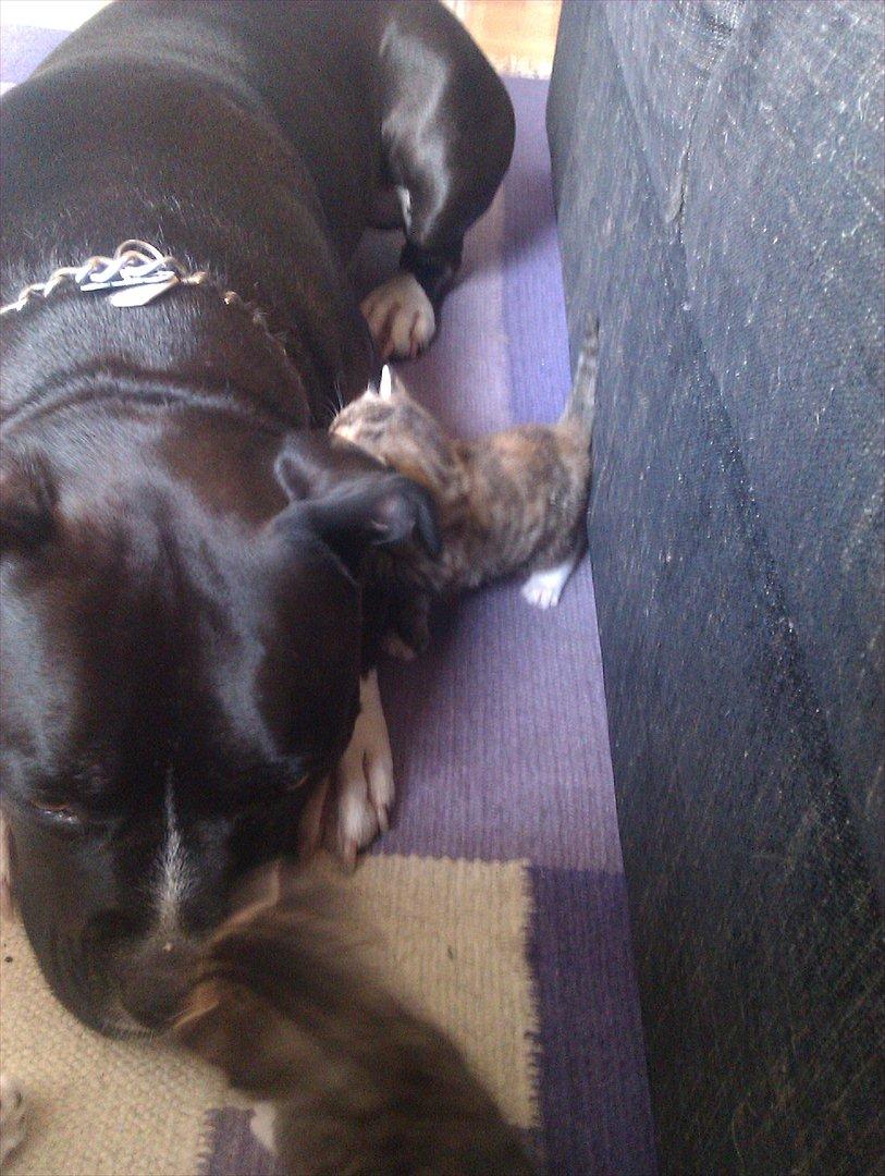 Huskat Misty - hov hov jeg vil også klatre på Rocky billede 4