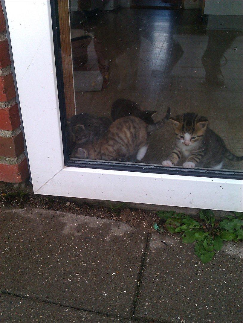 Huskat Misty - Jeg vil også med ud billede 5