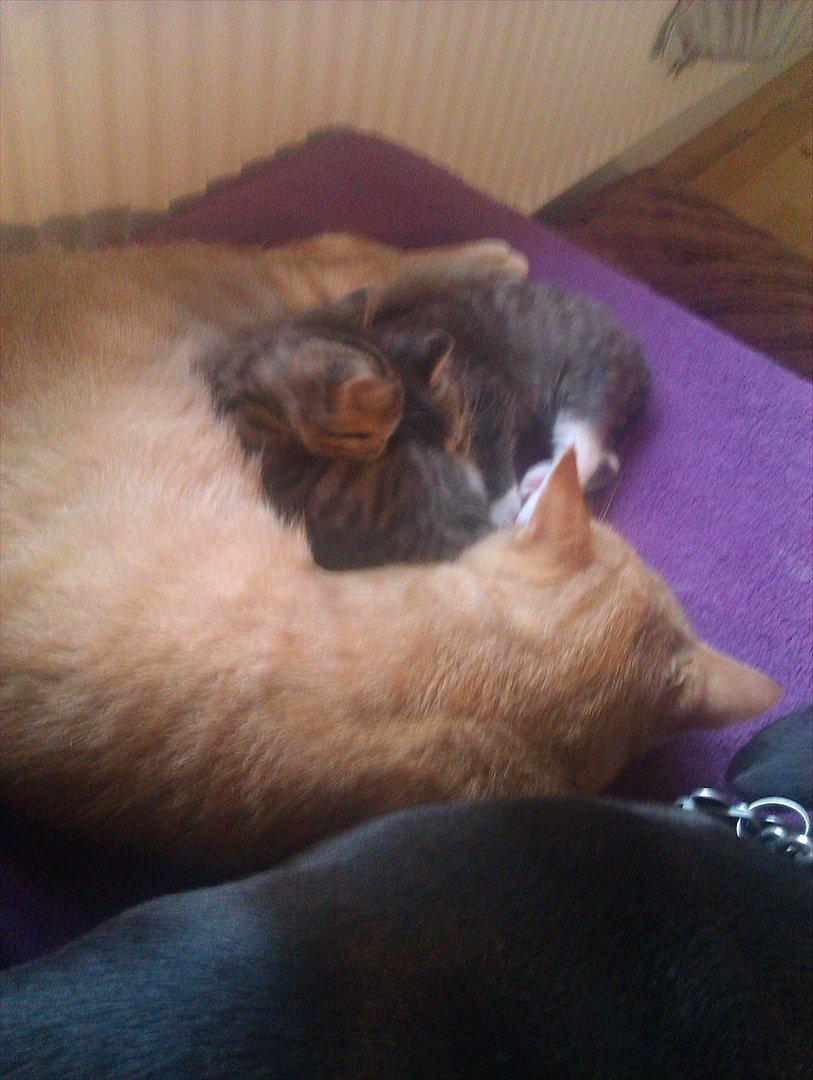 Huskat Misty - putte med farmand er altid rart
 billede 6