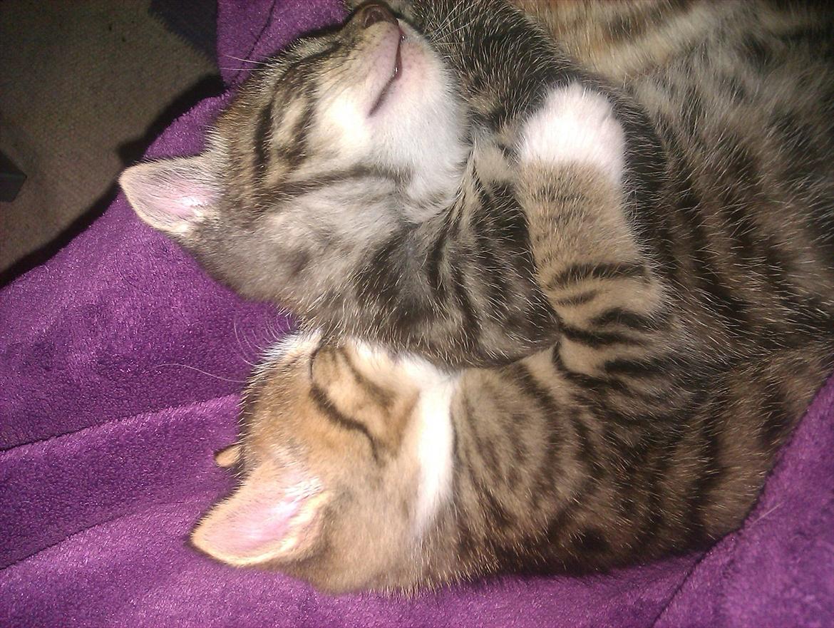 Huskat Misty - putter sammen med min bror billede 7