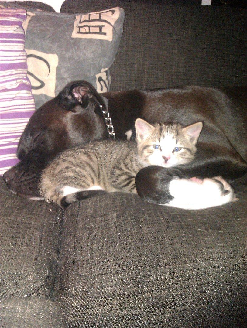 Huskat Misty - Se det her er min bodyguard så kan i bare komme an :) billede 8