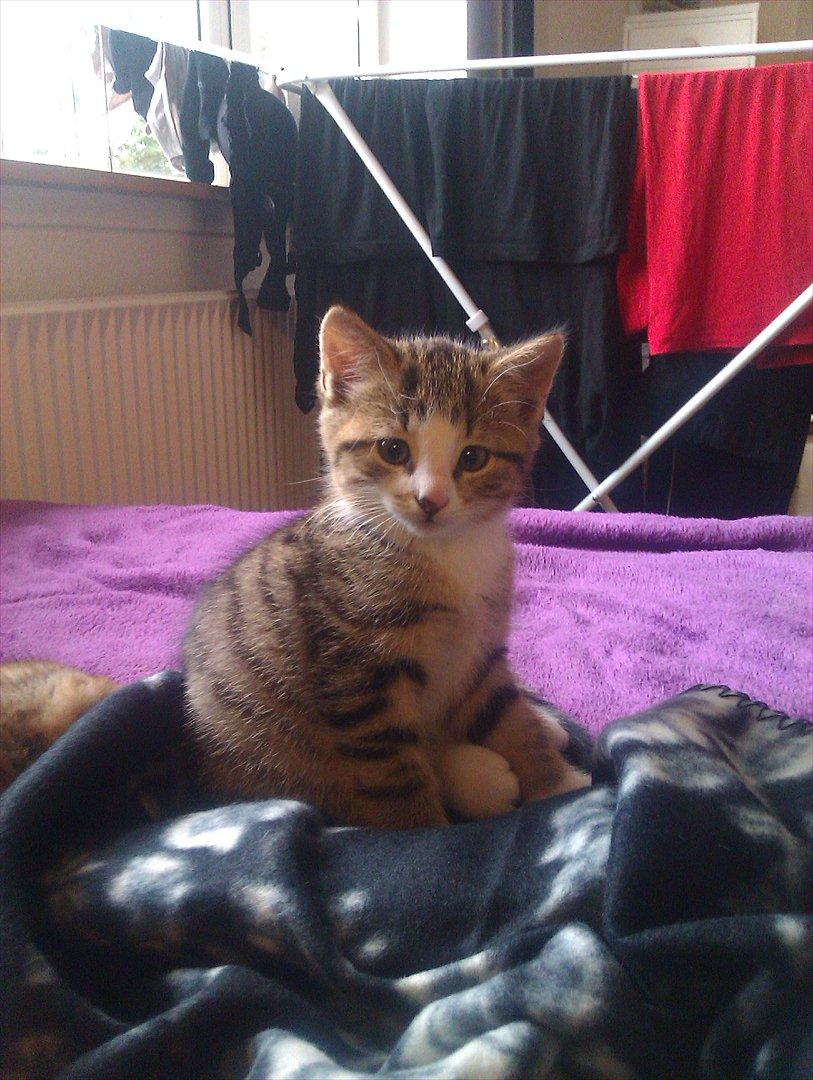 Huskat Misty - se hvor stor jeg er blevet billede 9