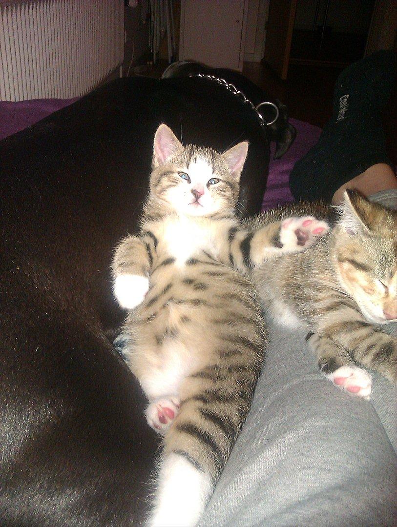 Huskat Misty - Hov hov ingen billeder af min tykke mave!! billede 10