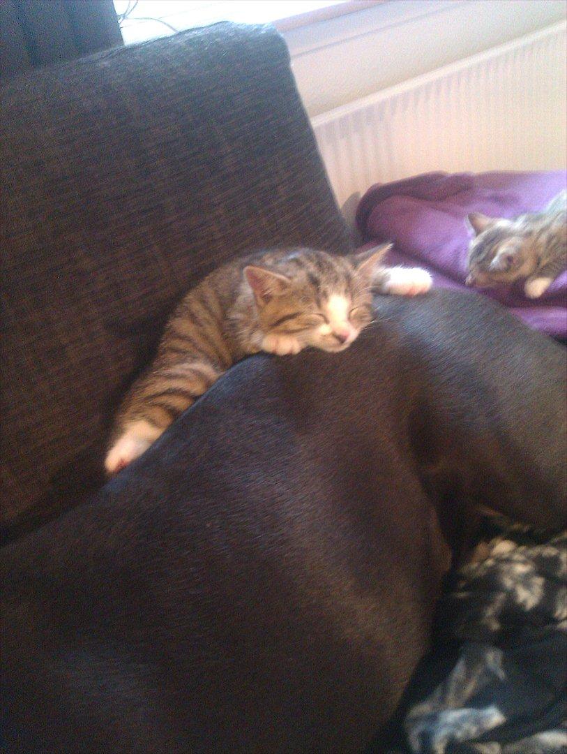 Huskat Misty - Der er altid plads til en mere i sofaen  billede 11