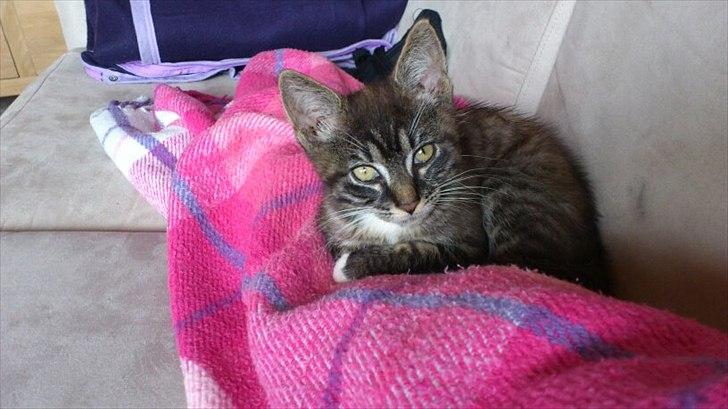 Huskat Misling billede 1