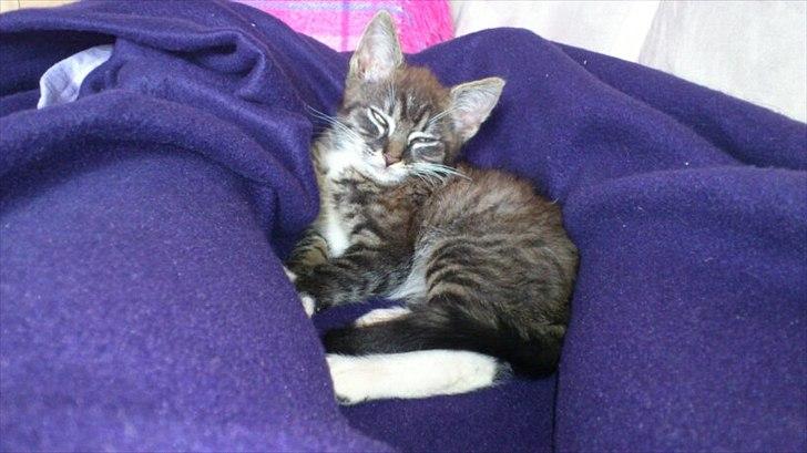 Huskat Misling billede 2