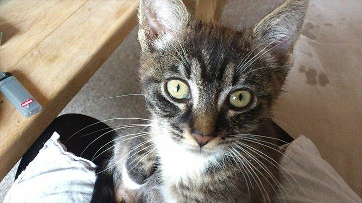 Huskat Misling billede 3