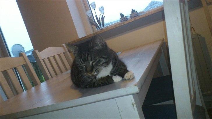 Huskat Misling billede 5