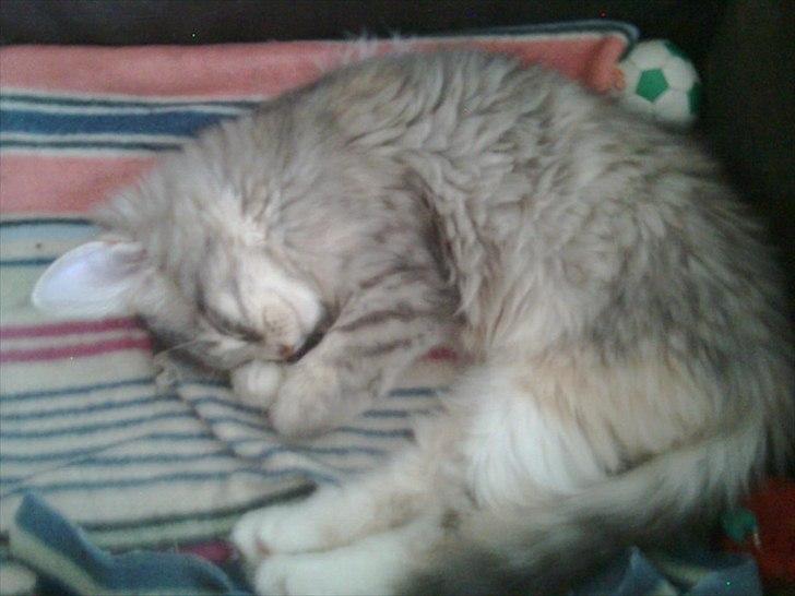 Maine Coon Celina *RIP* billede 8